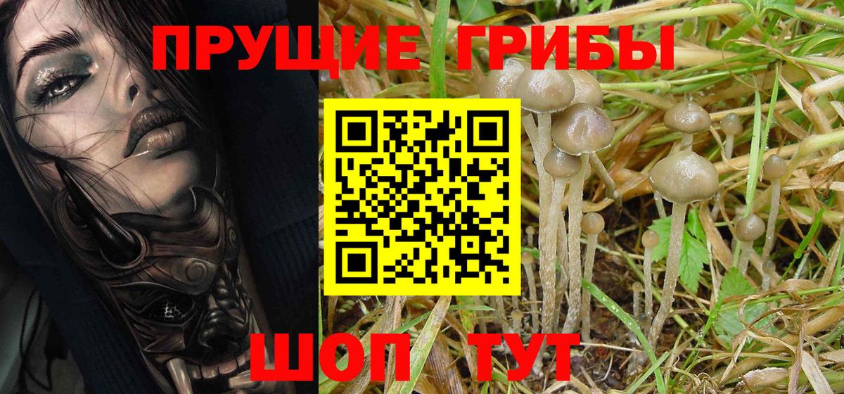 Галлюциногенные грибы Psilocybine cubensis  Галлюциногенные грибы прущие грибы  Вход с VPN  закладки  Магнитогорск 
